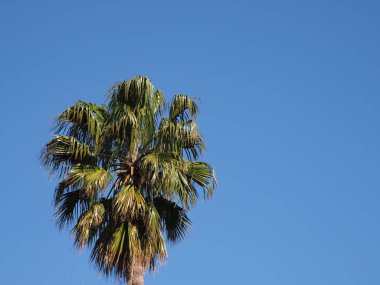 Fas 'ın Afrika şehrinde palmiye ağacının tacı. 2019' da açık mavi gökyüzü nisan ayında güneşli bir bahar günü..