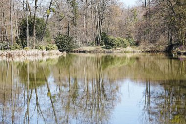 Polonya 'nın Pszczyna kasabasındaki gölet sularına yansıyan orman