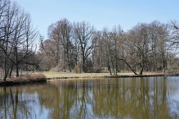 Bos weerspiegeld in vijverwater in Pszczyna stad in Polen — Stockfoto