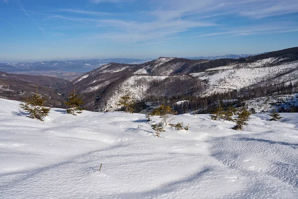 Snowy lea at Silesian Beskid Mountains range on european Bialy Krzyz in Poland, clear blue sky in 2022 cold sunny winter day on February.