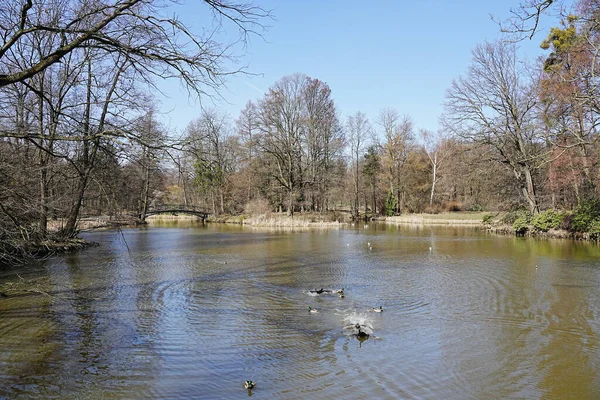 Ducks Pond Park Pszczyna Town Poland — Zdjęcie stockowe