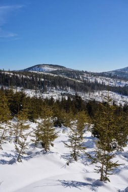 Winter at Silesian Beskid Mountains near european Bialy Krzyz in Poland, clear blue sky in 2022 warm sunny day on February.