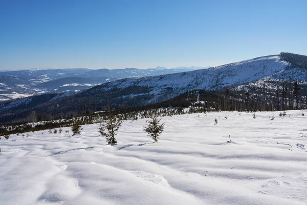Snowy Field Barania Gora Peak Silesian Beskid European Bialy Krzyz — Foto Stock