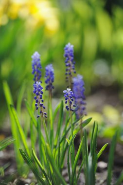 Muscari sümbül bir de bahar bahçe odaklı