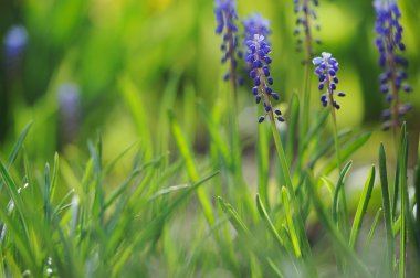 Muscari sümbül bir de bahar bahçe odaklı