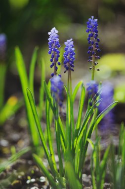 Muscari sümbül bir de bahar bahçe odaklı
