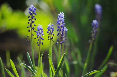 Muscari sümbül bir de bahar bahçe odaklı
