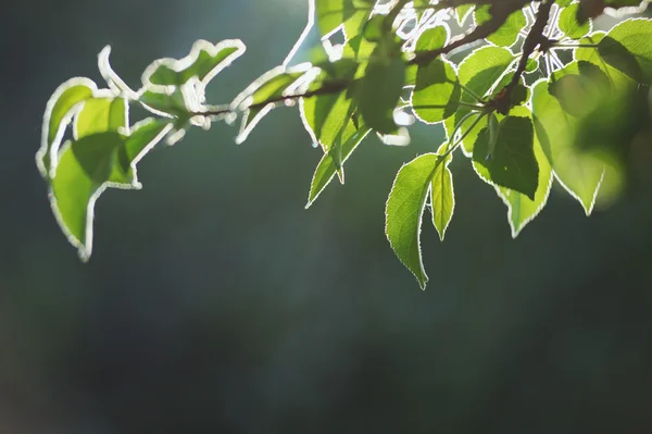 Green young leaves tree branch in bright backlighting — Stock Photo, Image