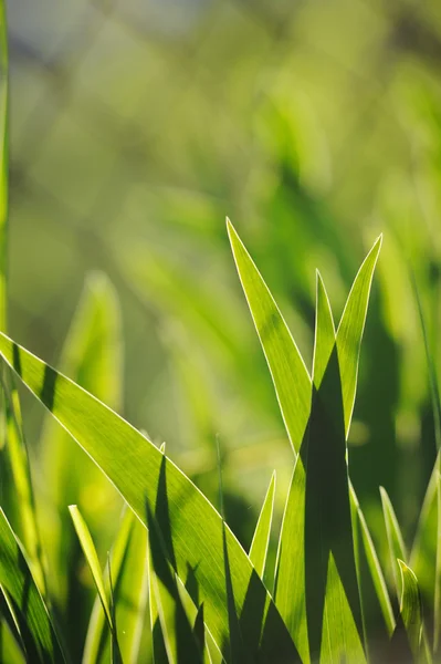 新緑の草の背景 — ストック写真