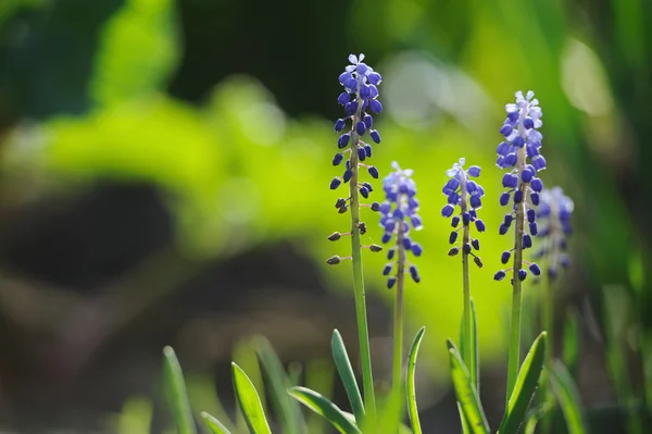 Muscari-Hyazinthe in einem defokussierten Frühlingsgarten — Stockfoto