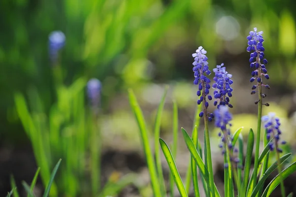 Muscari-Hyazinthe in einem defokussierten Frühlingsgarten — Stockfoto