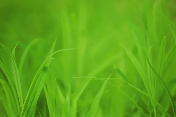 Zielona trawa tło wiosna świeży — Zdjęcie stockowe