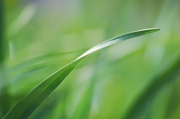 Fresh spring green grass background — Stock Photo, Image