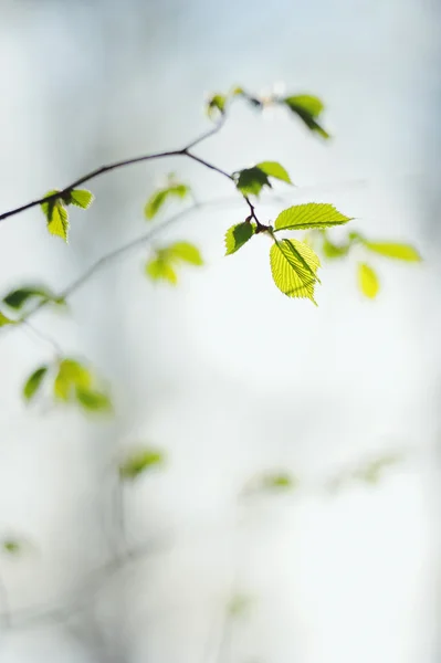 Natural background with fresh spring twig in selective focus — Stock Photo, Image