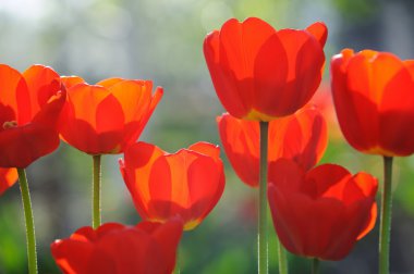 Güneş ışınları ile bahar zaman alanında güzel laleler