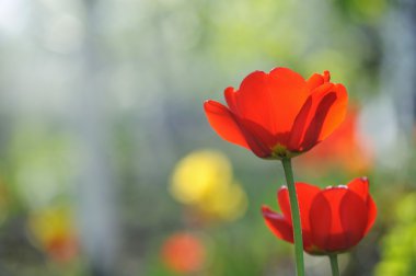 Güneş ışınları ile bahar zaman alanında güzel laleler