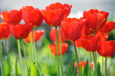 güzel çiçek açan laleler alan bahar