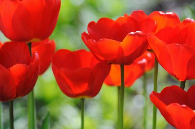 güzel çiçek açan laleler alan bahar