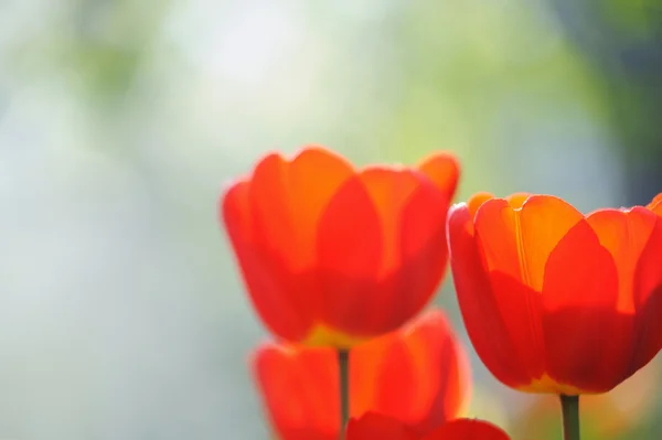 Krásné tulipány pole na jaře s paprsky slunce — Stock fotografie