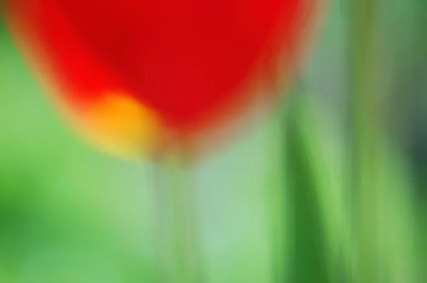 Jarní krásu červené tulipány na přirozené rozostření pozadí — Stock fotografie