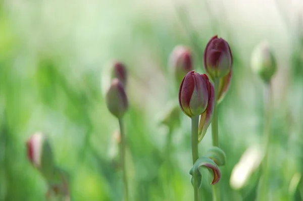 Printemps beauté tulipes rouges sur fond flou naturel — Photo