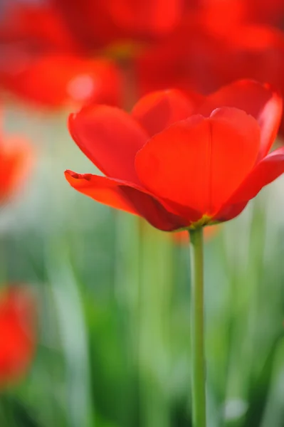 Primavera beleza tulipas vermelhas no fundo borrão natural — Fotografia de Stock