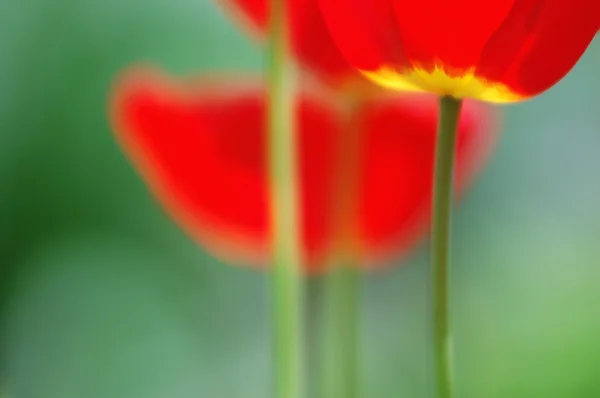 Våren skönhet Röda tulpaner på naturliga oskärpa bakgrund — Stockfoto