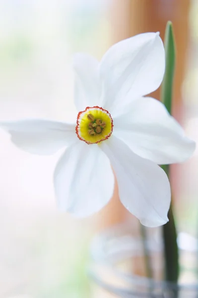 Primo piano bellissimo narciso bianco — Foto Stock