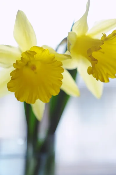 Желтые цветы нарциссов в вазе на окне — стоковое фото