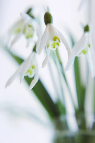 Bouquet of snowdrops in a glass — Stock Photo, Image
