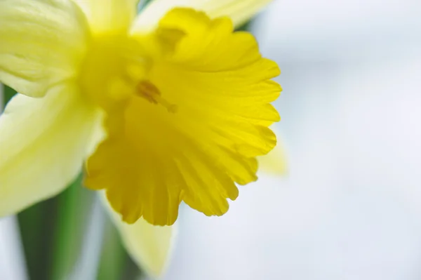 Closeup beautiful yellow narcissus bouquet — Stock Photo, Image