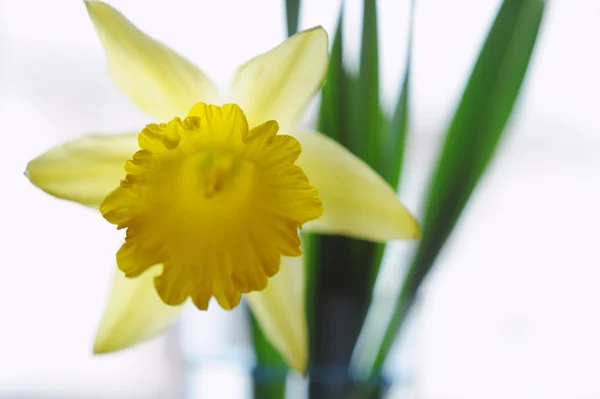 Closeup beautiful yellow narcissus bouquet — Stock Photo, Image