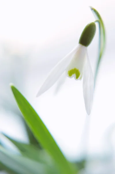 Flor de la gota de nieve en desenfoque en vidrio —  Fotos de Stock
