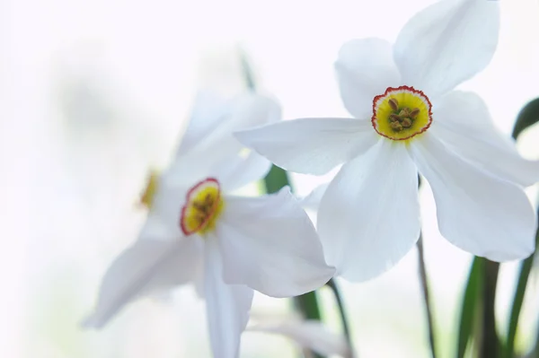 Closeup krásný bílý Narcis kytice — Stock fotografie