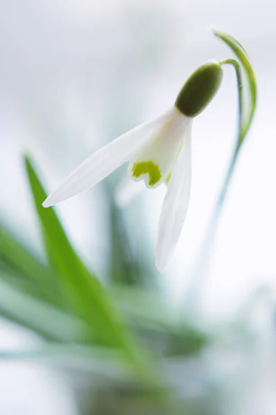 特写雪花莲花在模糊 — 图库照片