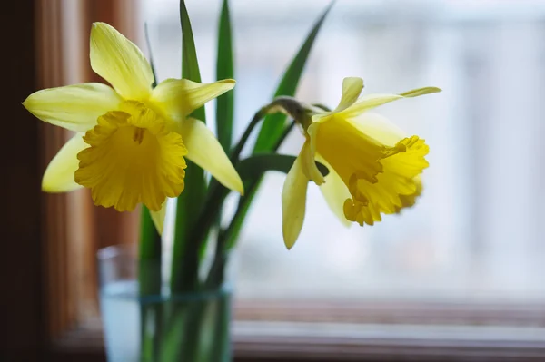 Yellow daffodil flowers in vase on the window — Stock Photo, Image