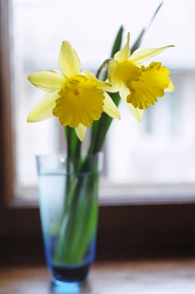 Żółty żonkil kwiaty w wazonie na oknie — Zdjęcie stockowe