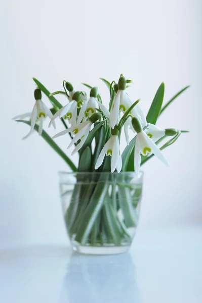 Snowdrop flowers in vase on the window — Stock Photo, Image