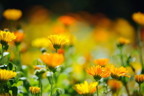 Vackra växtbaserade calendula fält i vår tid — Stockfoto