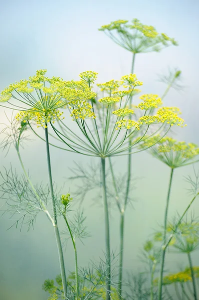 Close-up of dill flower umbels in the field