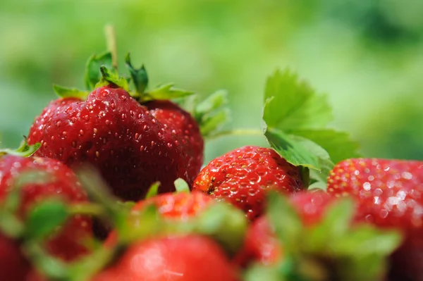 Macro vista di fragole fresche in giardino — Foto Stock