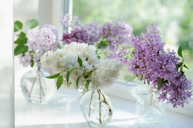 Violet Lila çiçek demet vazo pencerede