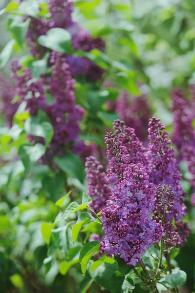 Blumenstrauß aus violettem Flieder im Garten — Stockfoto