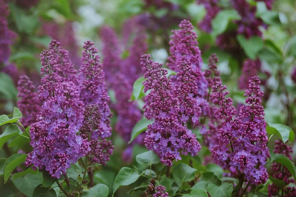 Blumenstrauß aus violettem Flieder im Garten — Stockfoto