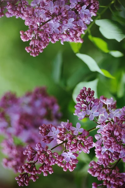 Bunch of violet lilac flower in the garden — Stock Photo, Image