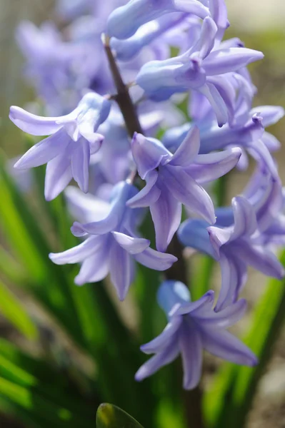 Jacinto púrpura en jardín de primavera — Foto de Stock