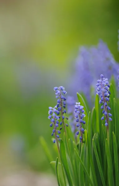 Muscari hyacinth in spring garden — Stock Photo, Image