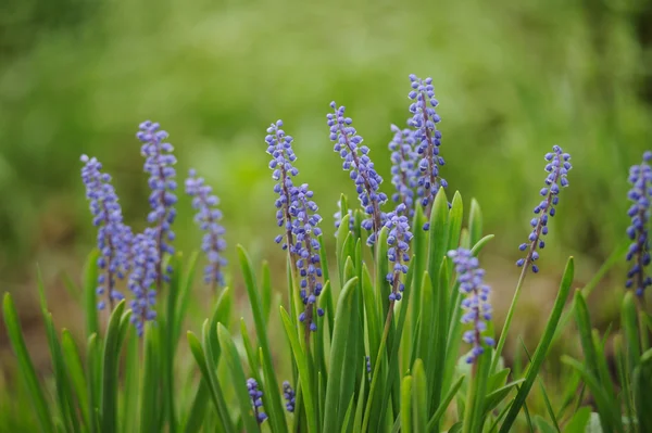 Muscari jacinthe dans le jardin de printemps — Photo