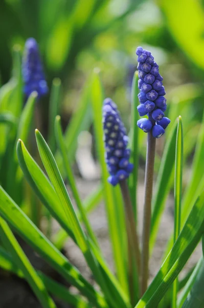 Modřenec Hyacint v jarní zahradě — Stock fotografie