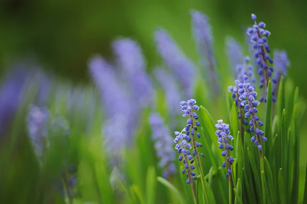 Muscari bahar bahçe sümbül — Stok fotoğraf